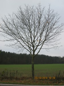 Kahler Baum im Herbst