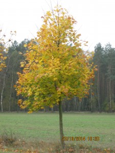 Herbstlaub